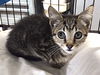 adoptable Cat in albemarle, NC named Patch