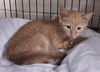 adoptable Cat in albemarle, NC named Marvel