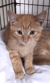 adoptable Cat in albemarle, NC named Mulder