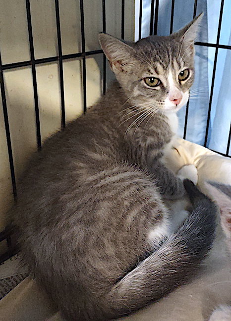 DUSTY - Domestic Short Hair available for adoption
