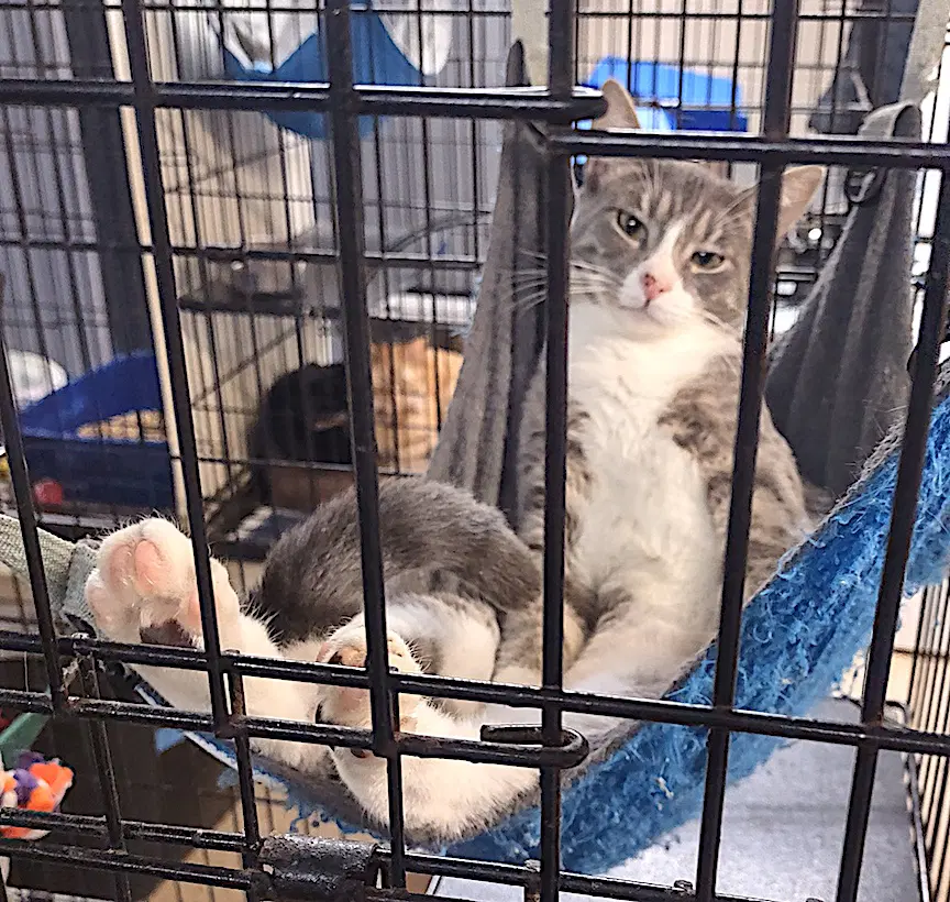 Dusty - Domestic Short Hair