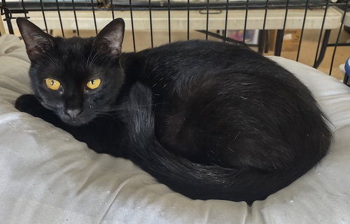 picture of the cat needing adoption