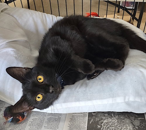 ZORRA - Domestic Short Hair available for adoption