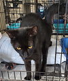 Zorra - Photo 3