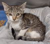 adoptable Cat in albemarle, NC named Puck