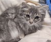 adoptable Cat in albemarle, NC named Pixie
