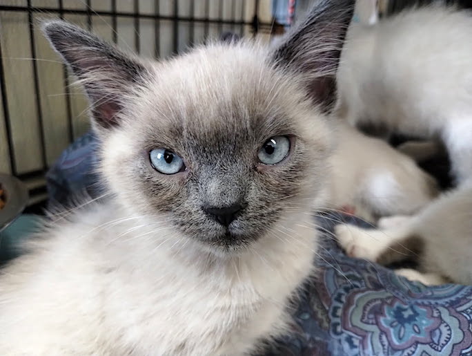 adoptable Cat in Albemarle, NC named Leonidas