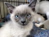 adoptable Cat in albemarle, NC named Leonidas