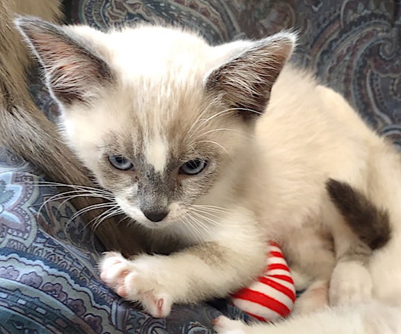 adoptable Cat in Albemarle, NC named Emerald