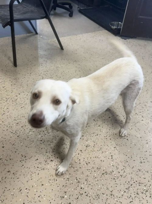 picture of the dog needing adoption