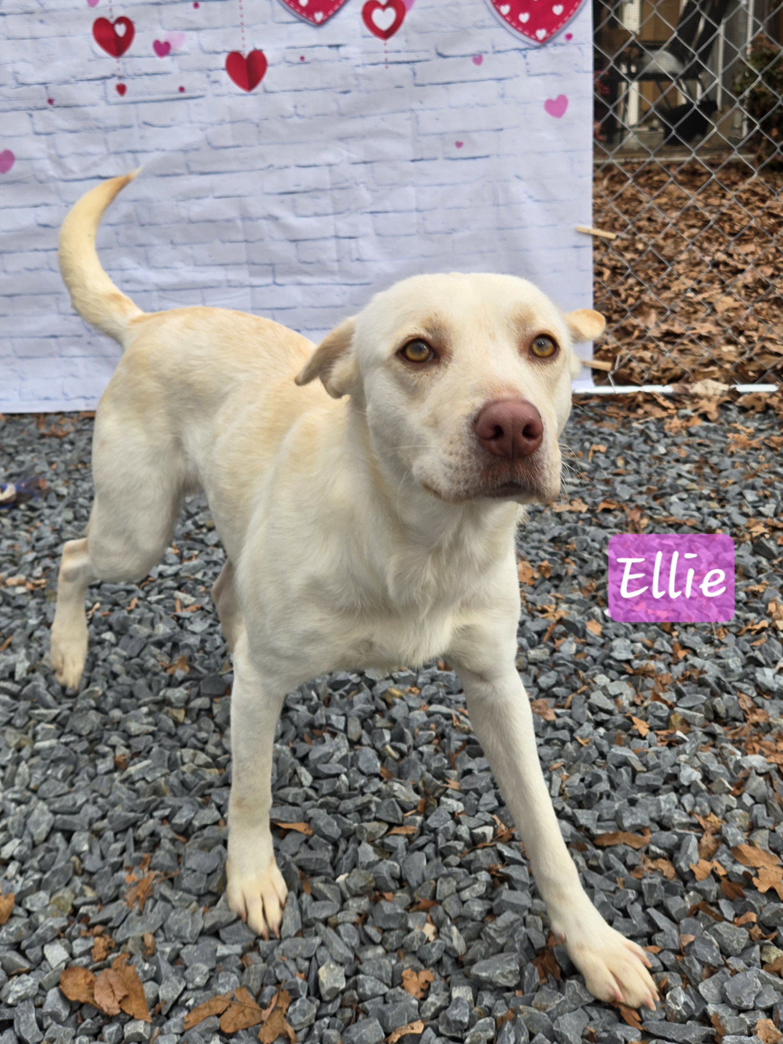 Ellie