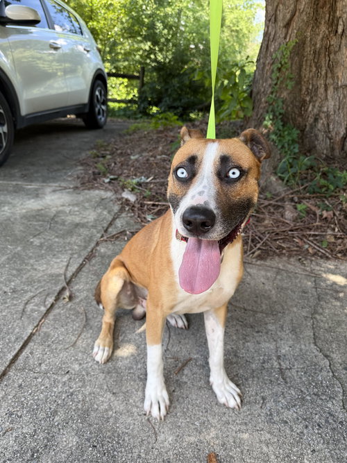 picture of the dog needing adoption