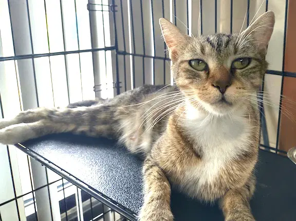 Mama Mia - Domestic Short Hair