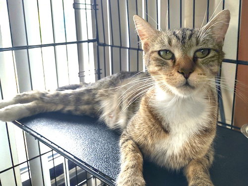 picture of the cat needing adoption