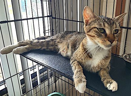 MAMA MIA - Domestic Short Hair available for adoption