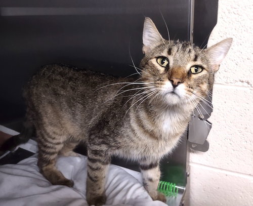 picture of the cat needing adoption