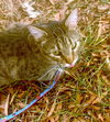 Sylus - Photo 1
