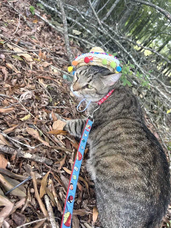 Sylus - Domestic Short Hair