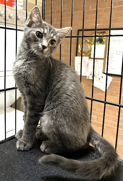 picture of the cat needing adoption