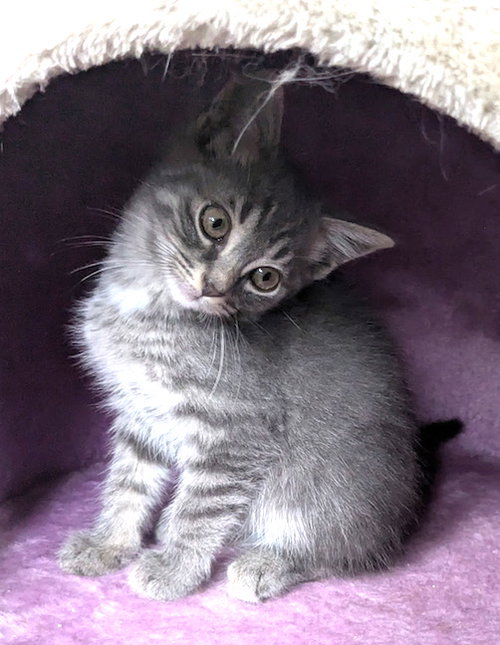 DAKOTA - Domestic Short Hair available for adoption
