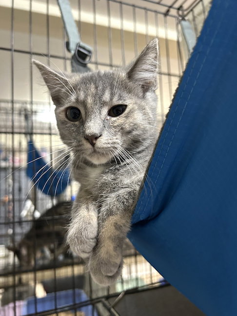 DIAMOND - Domestic Short Hair available for adoption