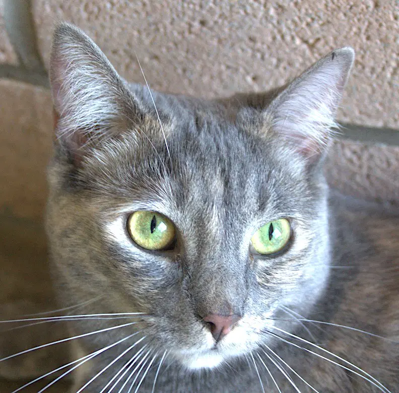 Diamond - Domestic Short Hair
