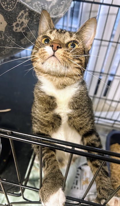picture of the cat needing adoption
