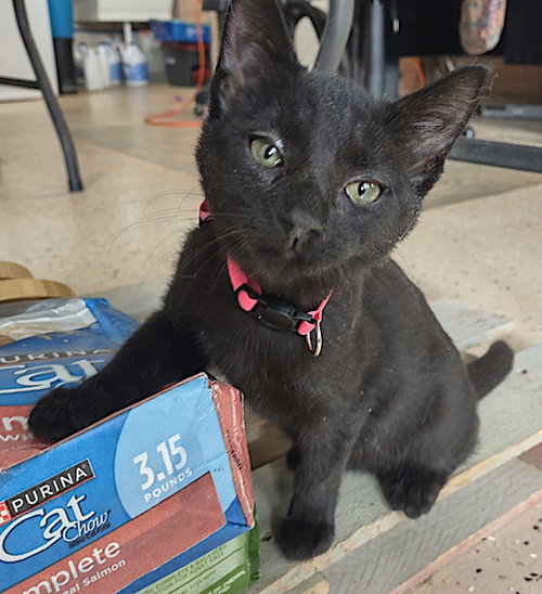 picture of the cat needing adoption
