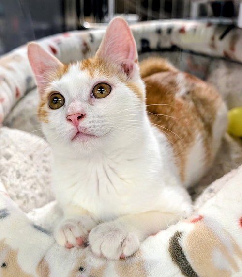 picture of the cat needing adoption