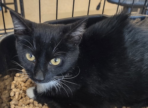 picture of the cat needing adoption