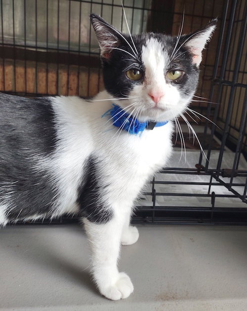 picture of the cat needing adoption