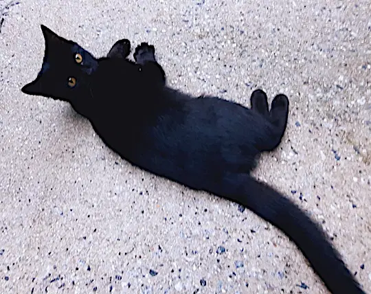 Archimedes - Domestic Short Hair