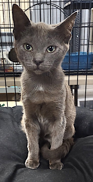 picture of the cat needing adoption