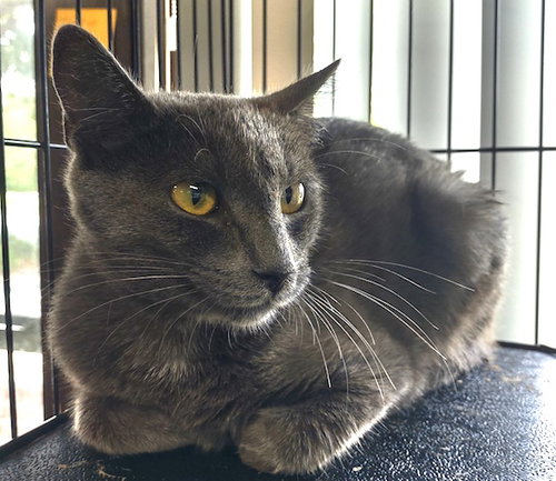 picture of the cat needing adoption