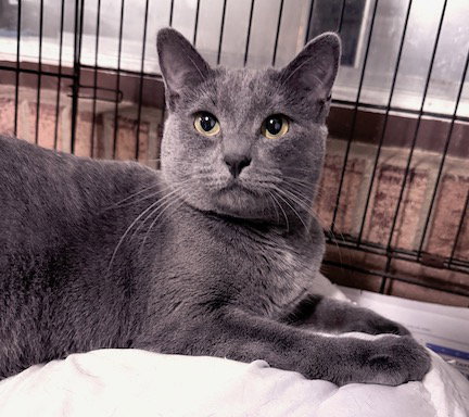 picture of the cat needing adoption