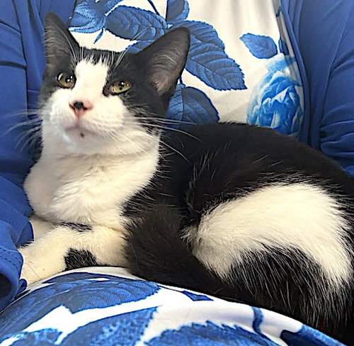 picture of the cat needing adoption