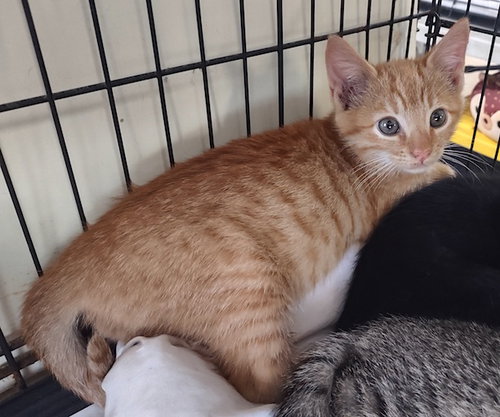 picture of the cat needing adoption