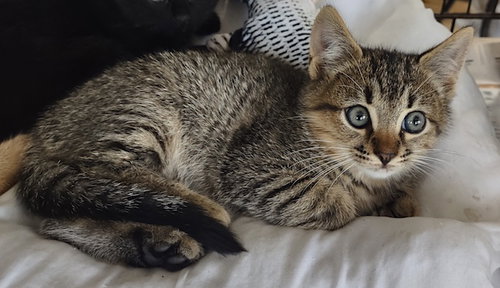 picture of the cat needing adoption