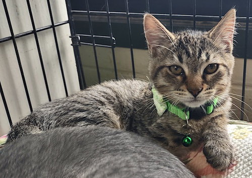 picture of the cat needing adoption