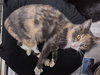 Mazzi - Photo 3