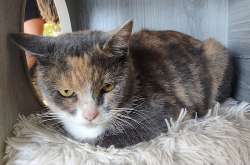 picture of the cat needing adoption