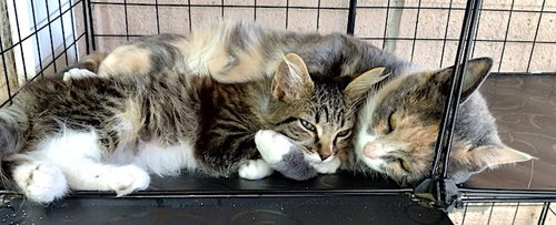 MAZZI - Domestic Short Hair available for adoption