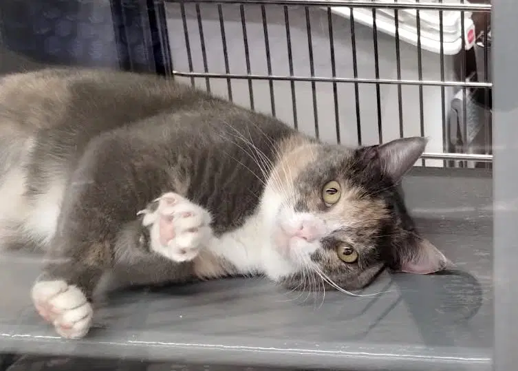 Mazzi - Domestic Short Hair