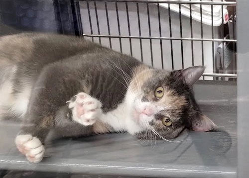 picture of the cat needing adoption
