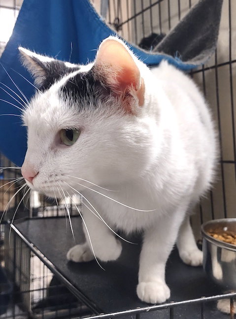 picture of the cat needing adoption