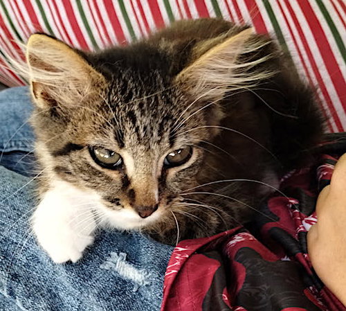 picture of the cat needing adoption