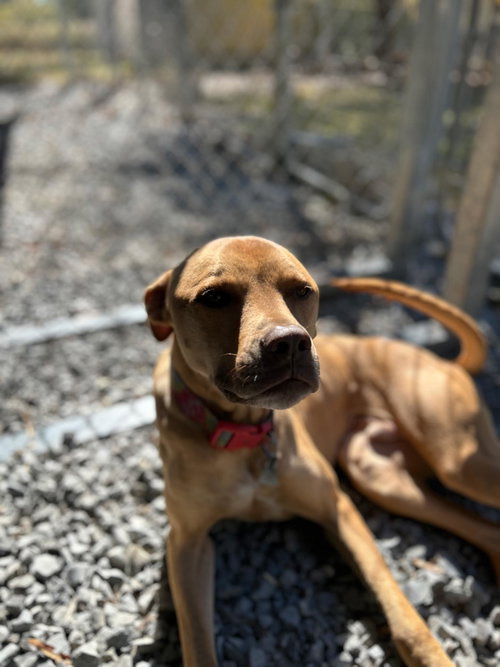 picture of the dog needing adoption