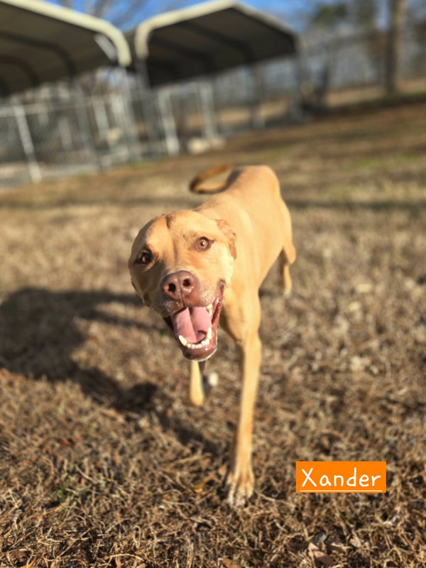 Xander