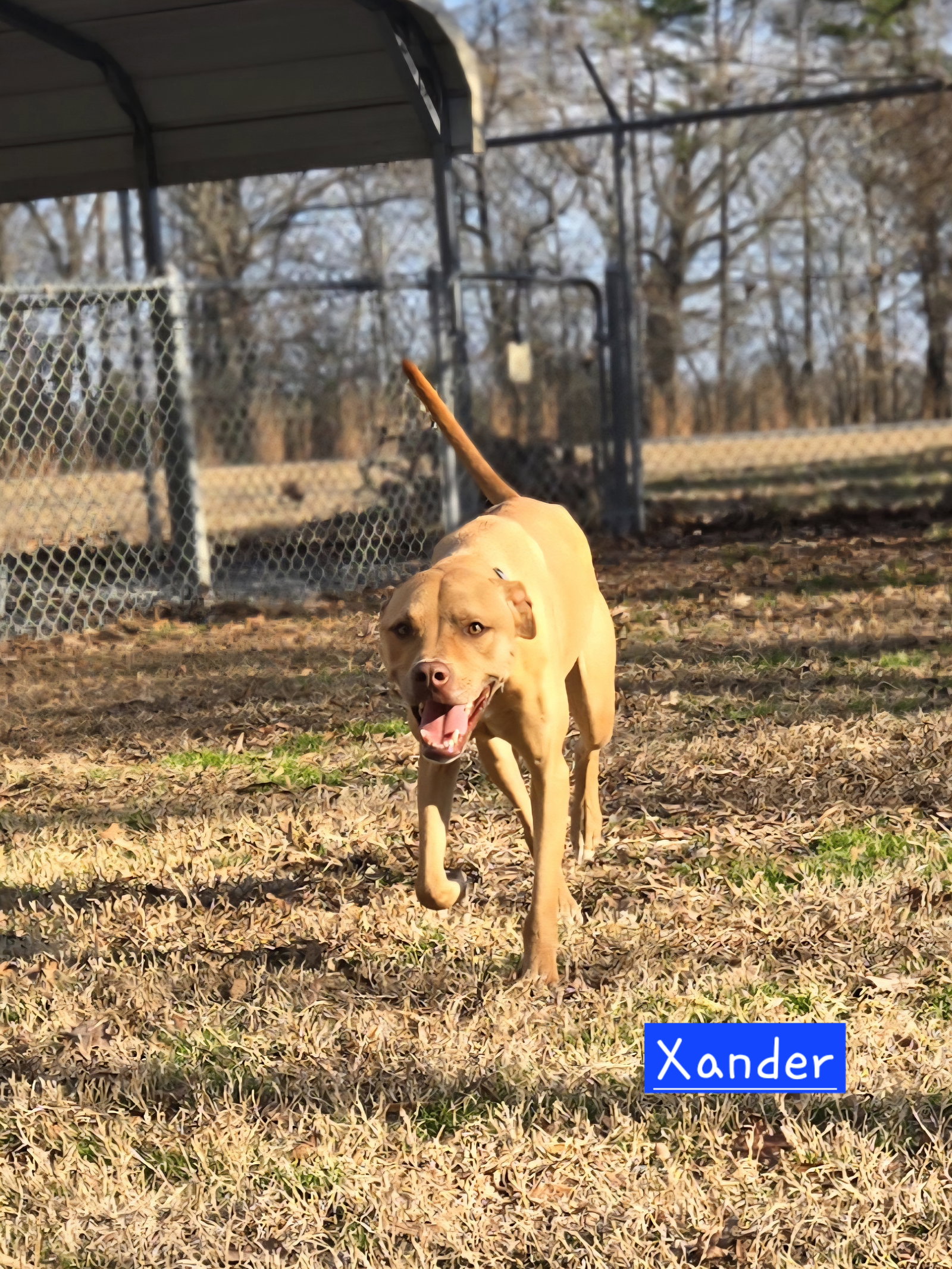 Xander