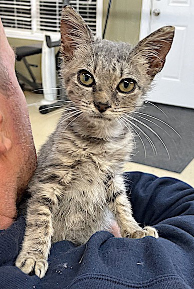 picture of the cat needing adoption